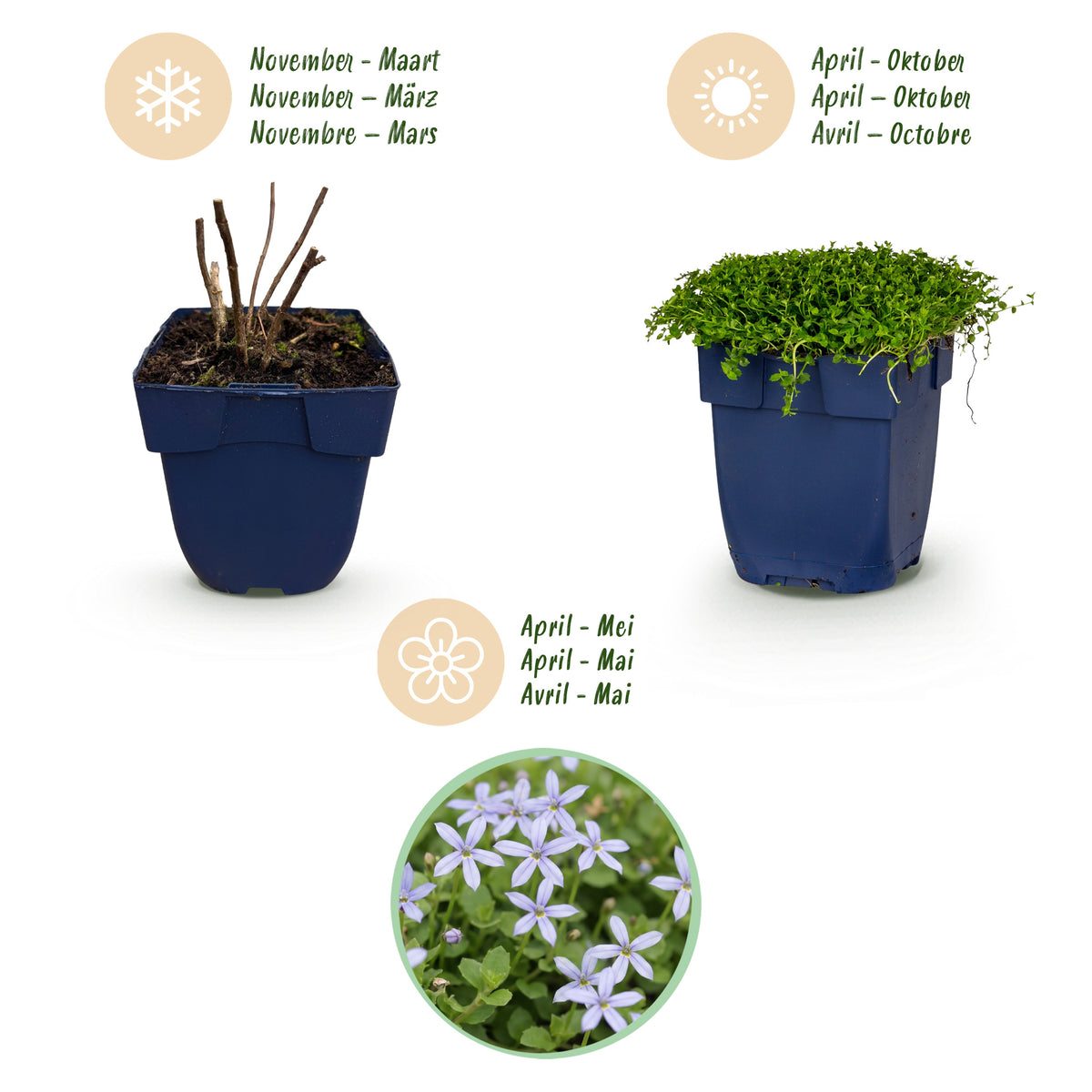 Green boutiQ - Vasteplant - Isotoma fluviatilis - Sterrenbloem - RotsPlant - Licht Blauw - 1 Plant - Pot 11cm - Hoogte 15-25cm