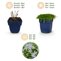 Green boutiQ - Vasteplant - Isotoma fluviatilis - Sterrenbloem - RotsPlant - Licht Blauw - 1 Plant - Pot 11cm - Hoogte 15-25cm
