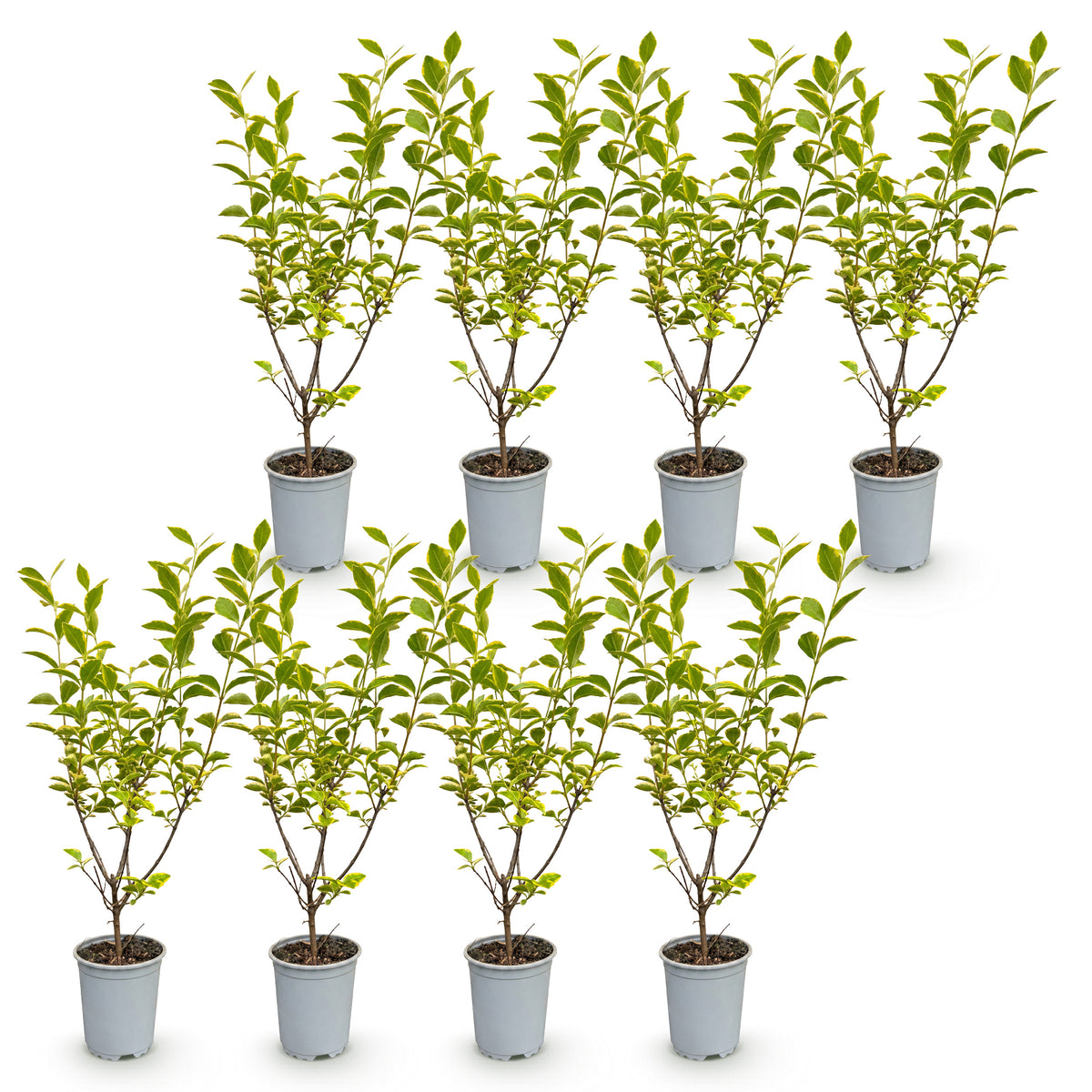 Green boutiQ - Plantes de haie - Ligustrum ovalifolium Aureum - feuillage jaune vert - 8 plantes - 1 mètre linéaire - persistant - pot 9cm hauteur 35-40cm
