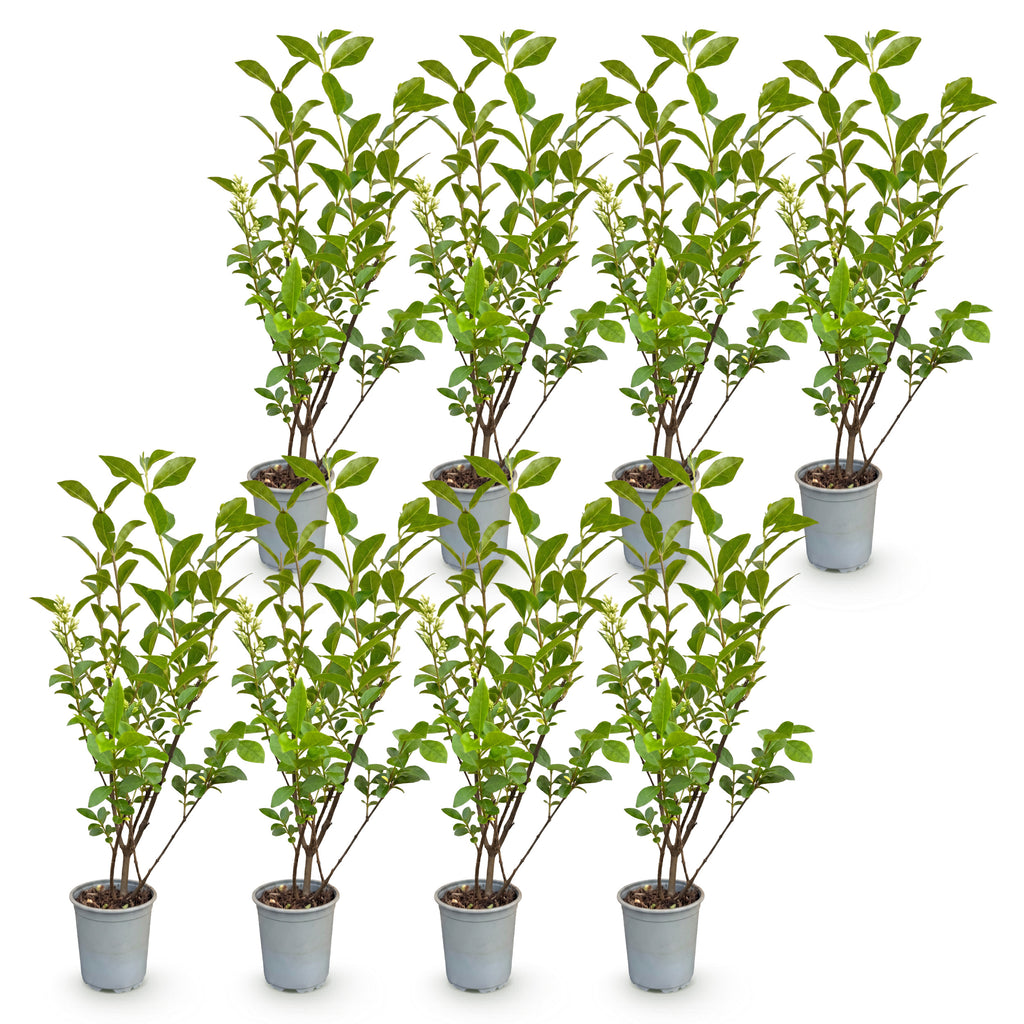 Green boutiQ - Plantes de haie - Ligustrum ovalifolium - feuillage vert - 8 plantes - 1 mètre linéaire - persistant - pot 9cm hauteur 35-40cm
