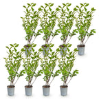 Green boutiQ - Plantes de haie - Ligustrum ovalifolium - feuillage vert - 8 plantes - 1 mètre linéaire - persistant - pot 9cm hauteur 35-40cm