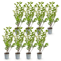 Green boutiQ - Haagplanten - Ligustrum ovalifolium - blad groen - 8 planten - 1 strekkende meter - groenblijvend - pot 9cm hoogte 35-40cm