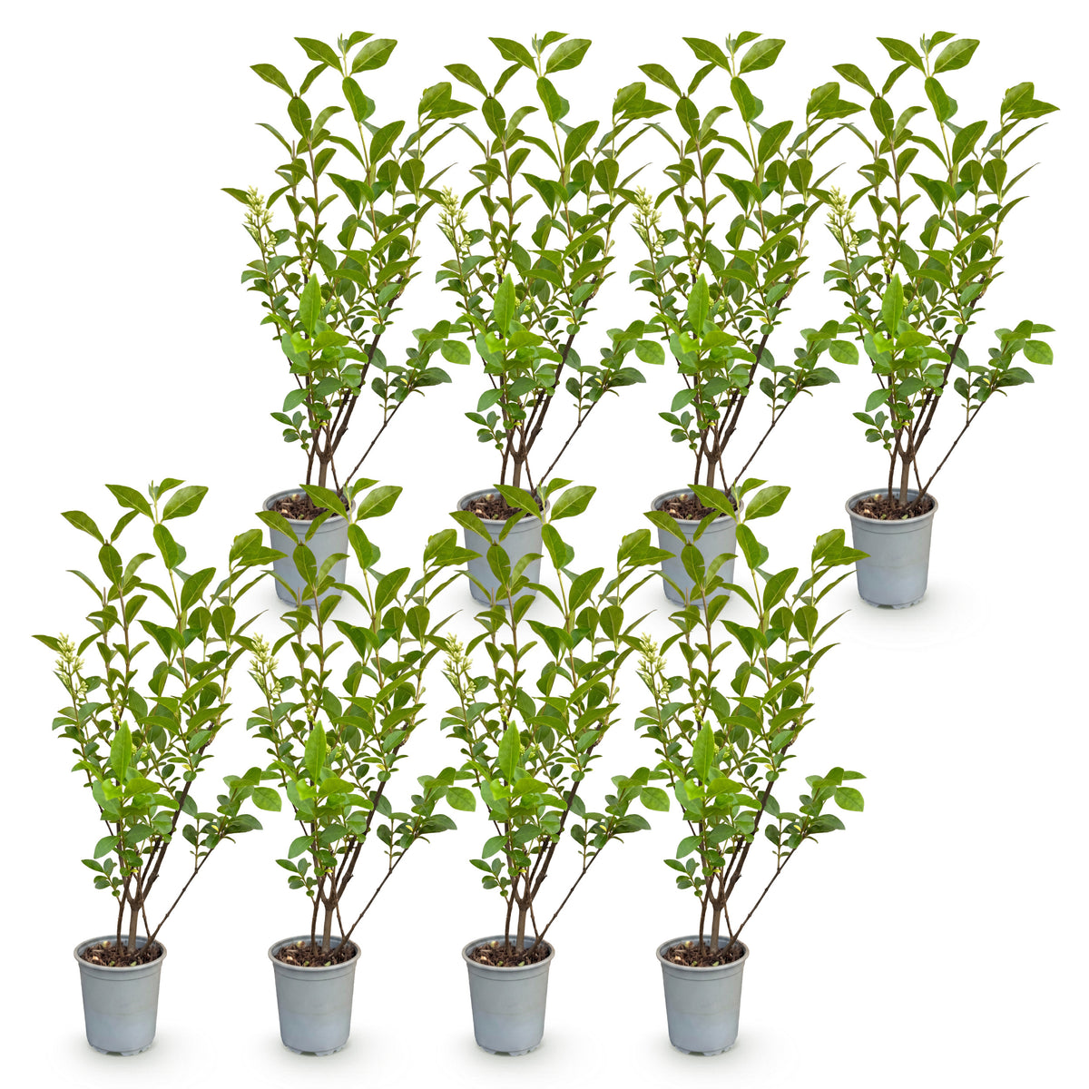 Green boutiQ - Heckenpflanzen - Ligustrum ovalifolium - Blatt grün - 8 Pflanzen - 1 laufender Meter - immergrün - Topf 9cm Höhe 35-40cm