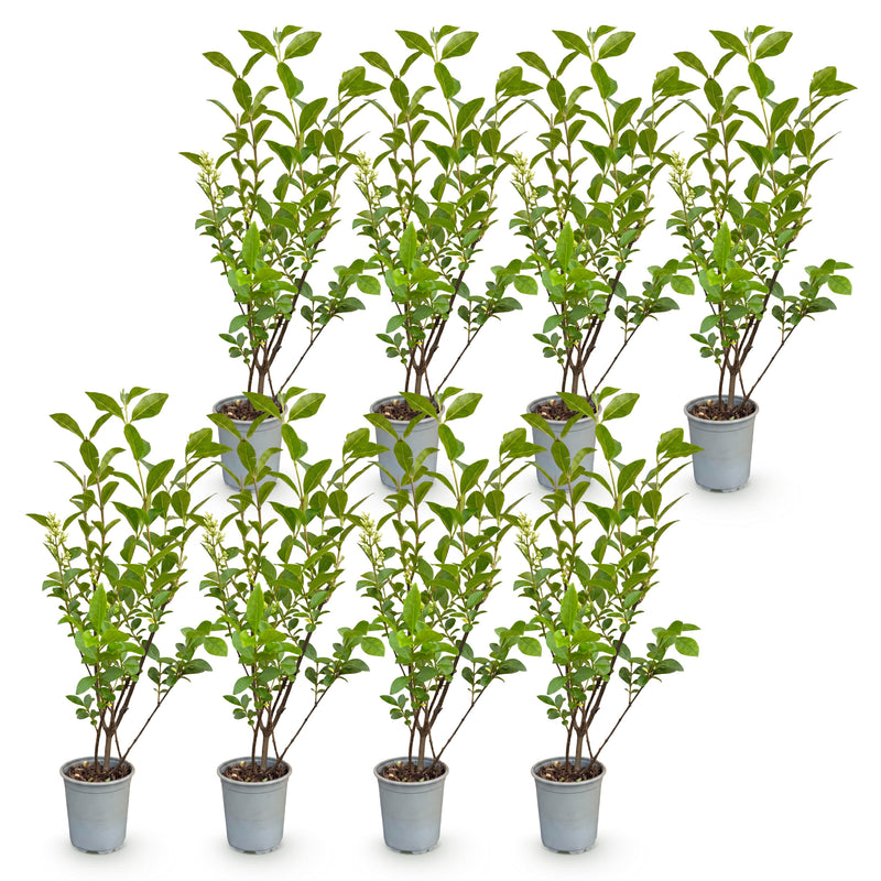 Green boutiQ - Haagplanten - Ligustrum ovalifolium - blad groen - 8 planten - 1 strekkende meter - groenblijvend - pot 9cm hoogte 35-40cm
