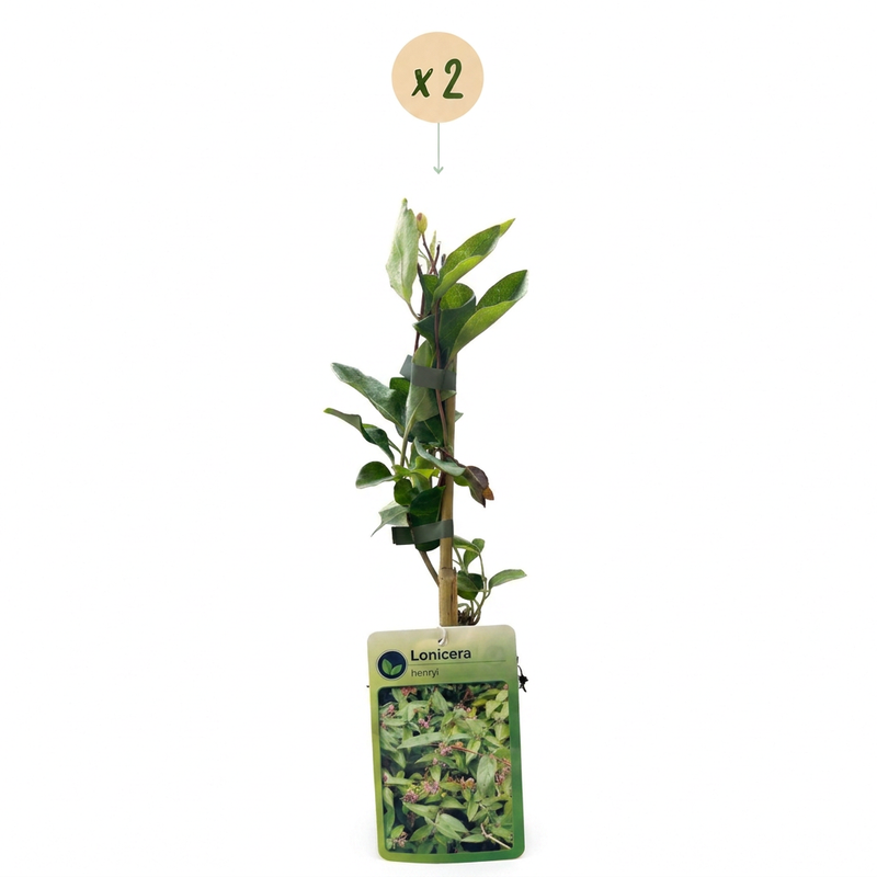 Green boutiQ - Geißblatt - Lonicera henryi - Blüte rosa - pflegeleicht - 2 Pflanzen - Topf 11cm Höhe 40cm