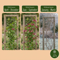 Green boutiQ - Geißblatt - Lonicera henryi - Blüte rosa - pflegeleicht - 2 Pflanzen - Topf 11cm Höhe 40cm