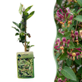 Green boutiQ - Chèvrefeuille - Lonicera henryi - Fleur rose - Peu d'entretien - 2 plantes - Pot 11cm Hauteur 40cm