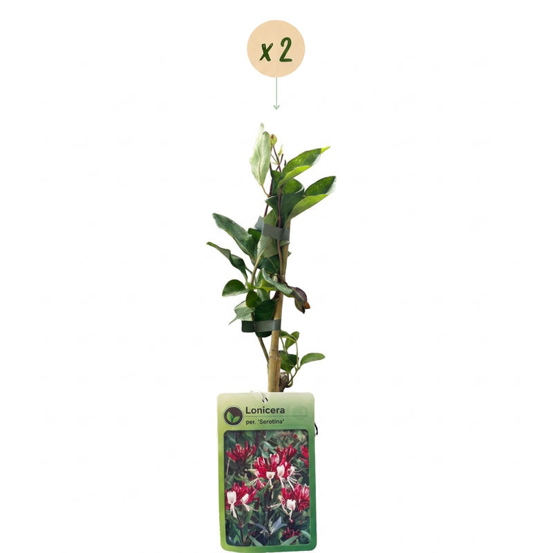 Green boutiQ - Geißblatt - Lonicera Serotina - Blüte rosa mit weiß - pflegeleicht - 2 Pflanzen - Topf 11cm Höhe 40cm