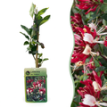 Green boutiQ - Chèvrefeuille - Lonicera Serotina - Fleurs rose et blanc - Peu d'entretien - 2 plantes - Pot 11cm Hauteur 40cm