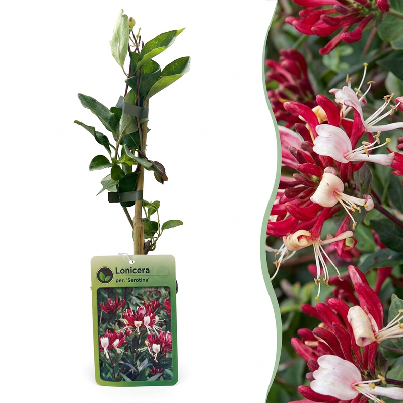 Green boutiQ - Geißblatt - Lonicera Serotina - Blüte rosa mit weiß - pflegeleicht - 2 Pflanzen - Topf 11cm Höhe 40cm