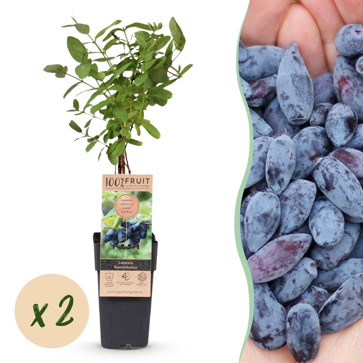 Green boutiQ - Fruitplant - Lonicera caerulea Kamchatika - Honingbes - Winterhard - Blauw Vrucht - 2 Planten - Pot 15cm - Hoogte 50cm