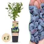 Green boutiQ - Plante fruitière - Lonicera caerulea Kamchatika - Baie de mai - Rustique - Fruit bleu - 2 plantes - Pot 15 cm - Hauteur 50 cm