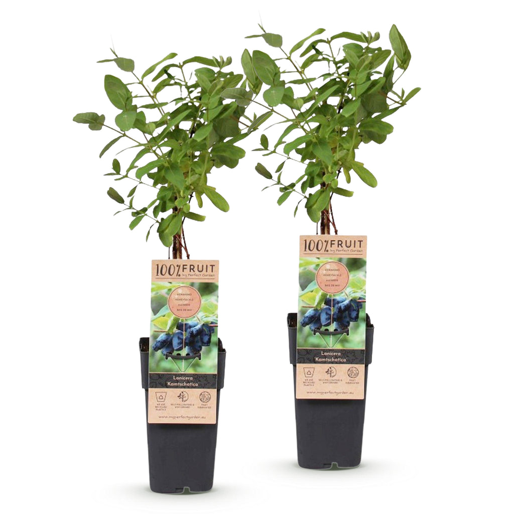 Green boutiQ - Plante fruitière - Lonicera caerulea Kamchatika - Baie de mai - Rustique - Fruit bleu - 2 plantes - Pot 15 cm - Hauteur 50 cm