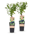 Green boutiQ - Plante fruitière - Lonicera caerulea Kamchatika - Baie de mai - Rustique - Fruit bleu - 2 plantes - Pot 15 cm - Hauteur 50 cm