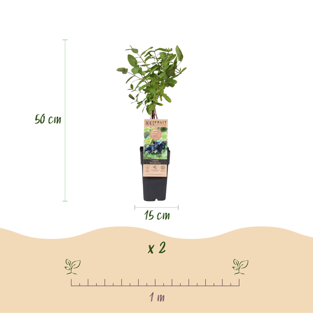 Green boutiQ - Plante fruitière - Lonicera caerulea Kamchatika - Baie de mai - Rustique - Fruit bleu - 2 plantes - Pot 15 cm - Hauteur 50 cm