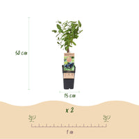 Green boutiQ - Fruitplant - Lonicera caerulea Kamchatika - Honingbes - Winterhard - Blauw Vrucht - 2 Planten - Pot 15cm - Hoogte 50cm