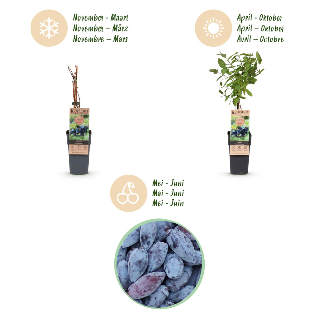 Green boutiQ - Plante fruitière - Lonicera caerulea Kamchatika - Baie de mai - Rustique - Fruit bleu - 2 plantes - Pot 15 cm - Hauteur 50 cm