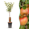 Green boutiQ - Pommier - Malus domestica Elstar - Pommier - Rustique - Pomme rouge-verte - 1 plante - Pot 21 cm - Hauteur 90 cm