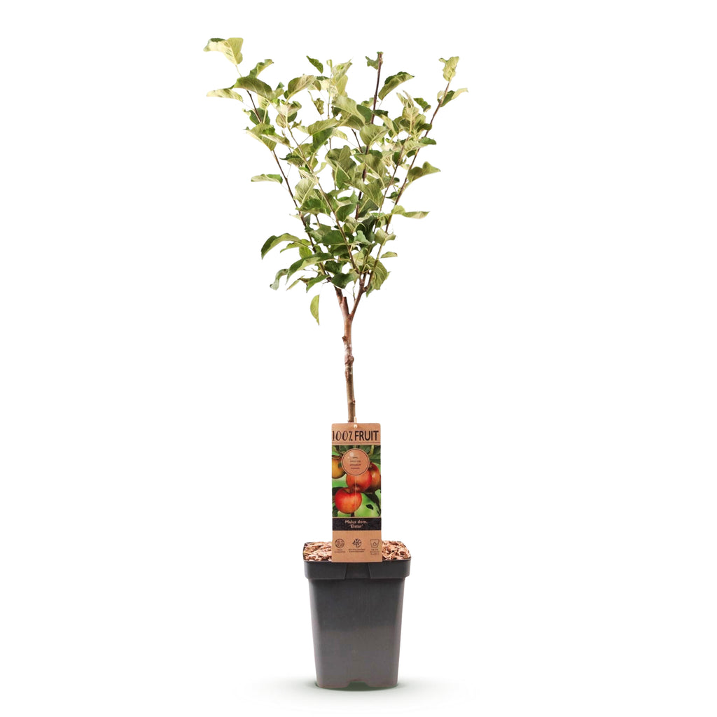 Green boutiQ - Pommier - Malus domestica Elstar - Pommier - Rustique - Pomme rouge-verte - 1 plante - Pot 21 cm - Hauteur 90 cm