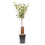 Green boutiQ - Pommier - Malus domestica Elstar - Pommier - Rustique - Pomme rouge-verte - 1 plante - Pot 21 cm - Hauteur 90 cm