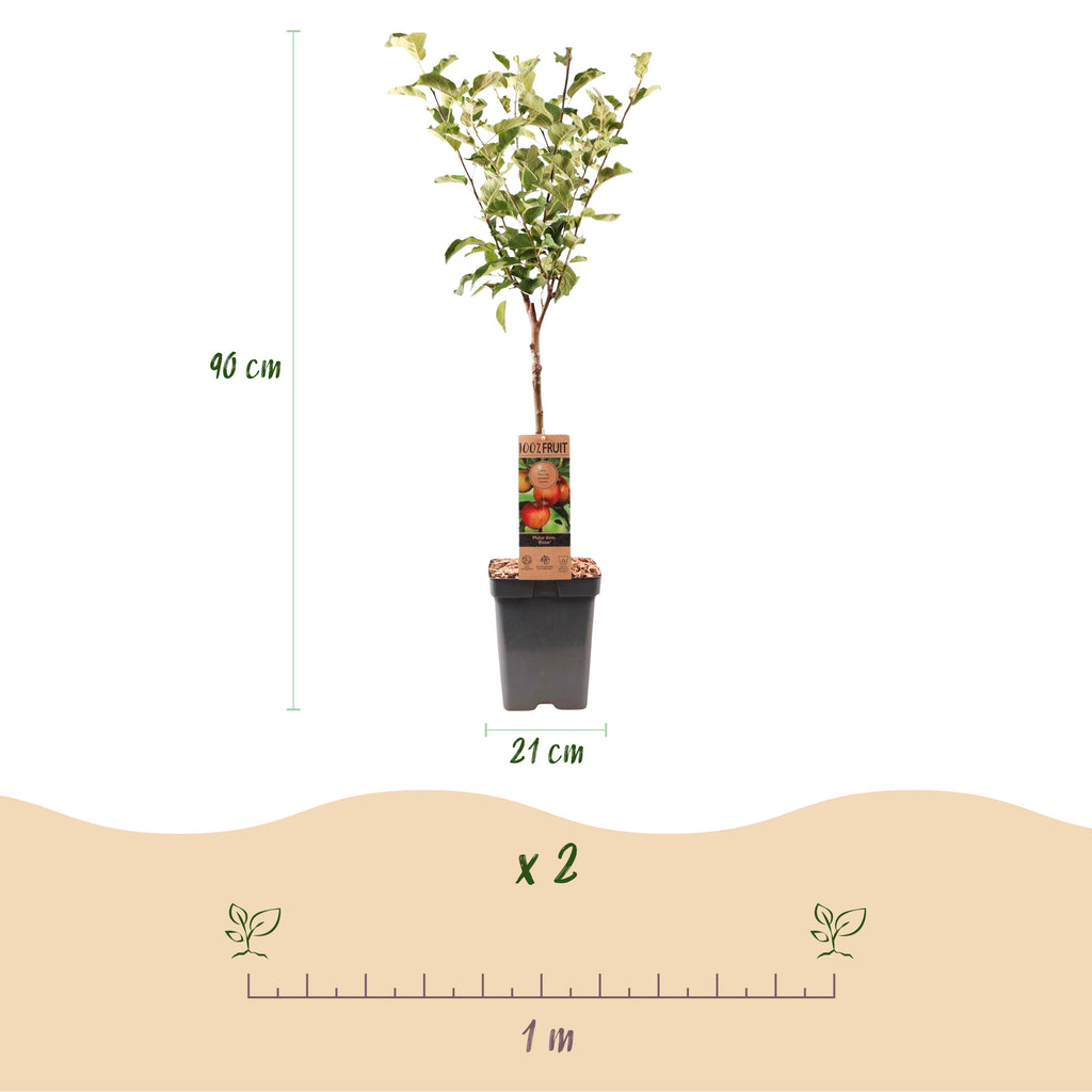 Green boutiQ - Pommier - Malus domestica Elstar - Pommier - Rustique - Pomme rouge-verte - 1 plante - Pot 21 cm - Hauteur 90 cm