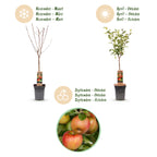 Green boutiQ - Pommier - Malus domestica Elstar - Pommier - Rustique - Pomme rouge-verte - 1 plante - Pot 21 cm - Hauteur 90 cm