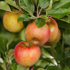 Green boutiQ - Pommier - Malus domestica Elstar - Pommier - Rustique - Pomme rouge-verte - 1 plante - Pot 21 cm - Hauteur 90 cm