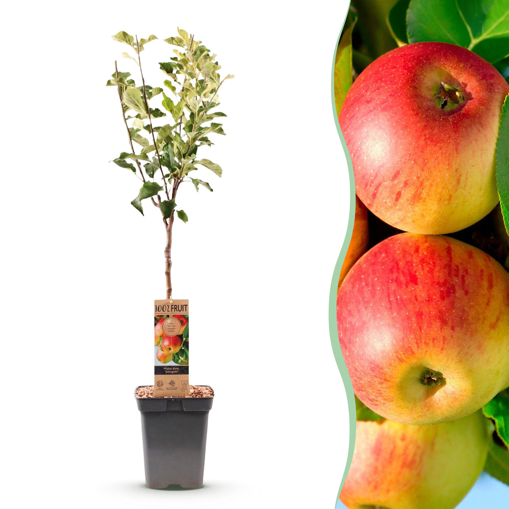 Green boutiQ - Pommier - Malus domestica Jonagold - Pommier - Rustique - Pomme jaune-verte - 1 plante - Pot 21cm - Hauteur 90cm
