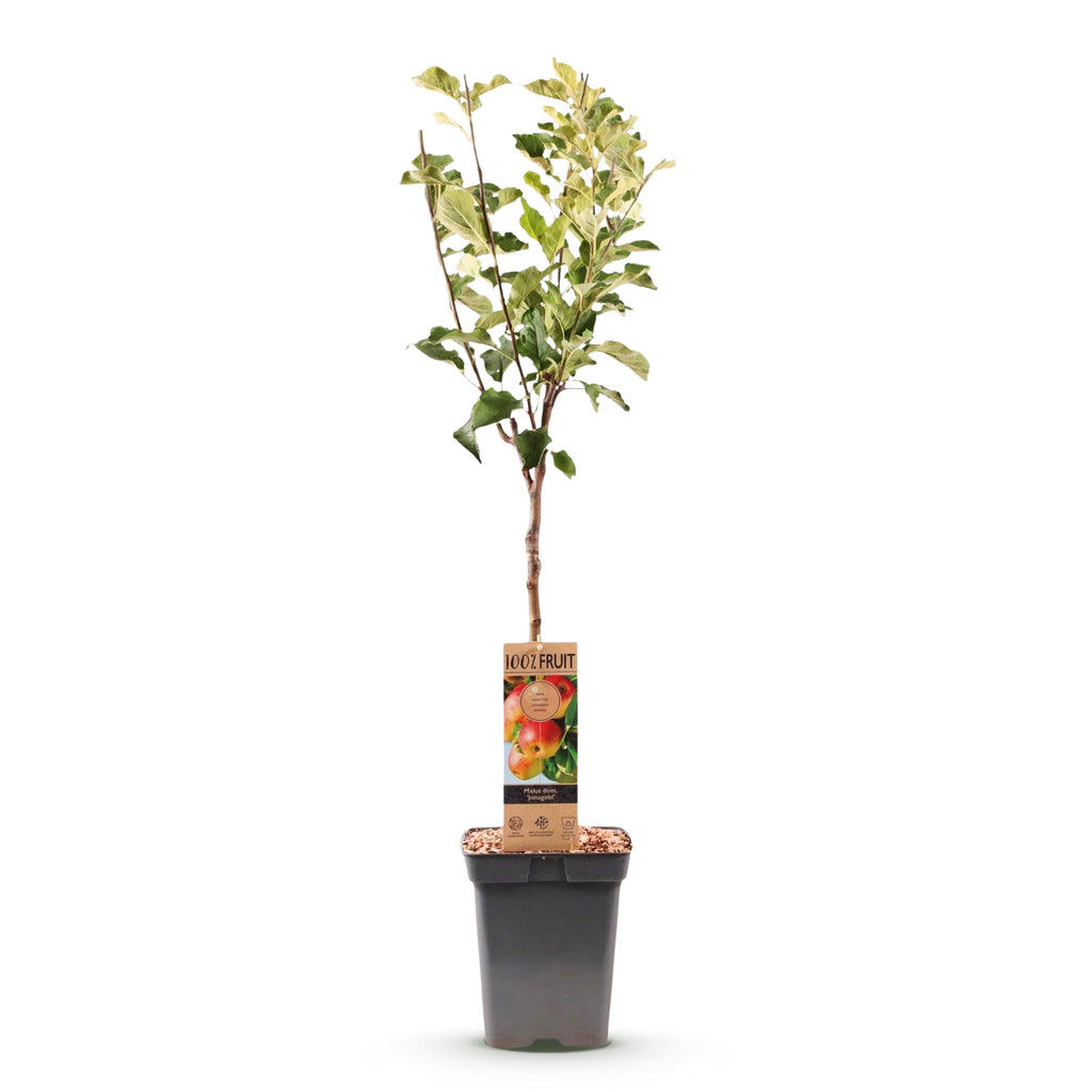Green boutiQ - Pommier - Malus domestica Jonagold - Pommier - Rustique - Pomme jaune-verte - 1 plante - Pot 21cm - Hauteur 90cm