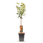 Green boutiQ - Pommier - Malus domestica Jonagold - Pommier - Rustique - Pomme jaune-verte - 1 plante - Pot 21cm - Hauteur 90cm