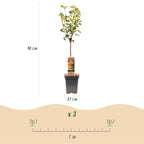 Green boutiQ - Pommier - Malus domestica Jonagold - Pommier - Rustique - Pomme jaune-verte - 1 plante - Pot 21cm - Hauteur 90cm