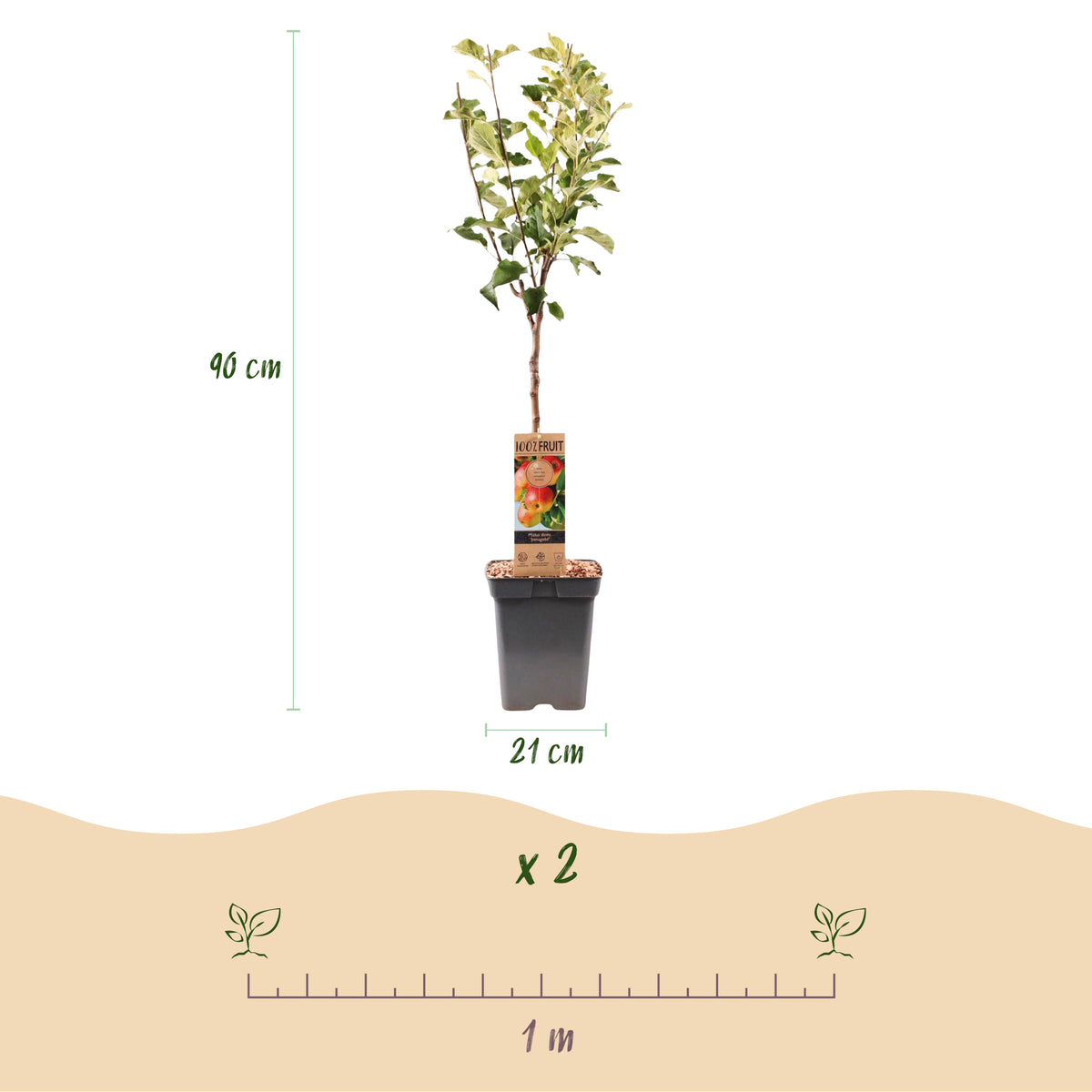 Green boutiQ - Pommier - Malus domestica Jonagold - Pommier - Rustique - Pomme jaune-verte - 1 plante - Pot 21cm - Hauteur 90cm