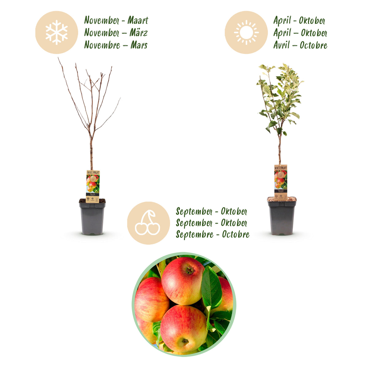 Green boutiQ - Pommier - Malus domestica Jonagold - Pommier - Rustique - Pomme jaune-verte - 1 plante - Pot 21cm - Hauteur 90cm