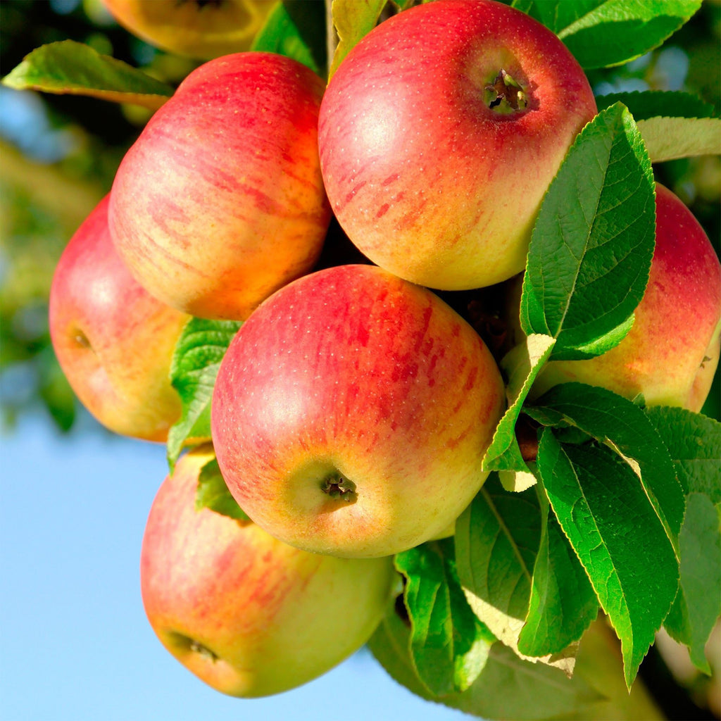 Green boutiQ - Pommier - Malus domestica Jonagold - Pommier - Rustique - Pomme jaune-verte - 1 plante - Pot 21cm - Hauteur 90cm