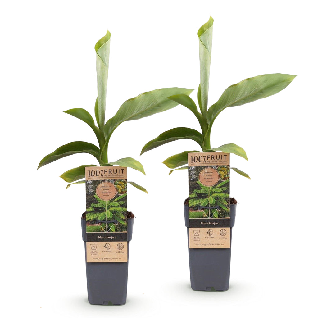 Green boutiQ - Plante fruitière - Musa Basjoo - Bananier - Rustique - Vert - 2 Plantes - Pot 15cm - Hauteur 50cm