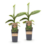 Green boutiQ - Plante fruitière - Musa Basjoo - Bananier - Rustique - Vert - 2 Plantes - Pot 15cm - Hauteur 50cm