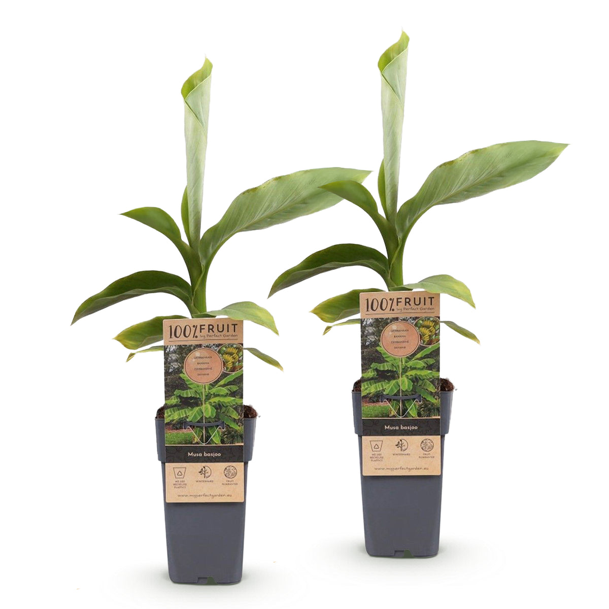 Green boutiQ - Plante fruitière - Musa Basjoo - Bananier - Rustique - Vert - 2 Plantes - Pot 15cm - Hauteur 50cm