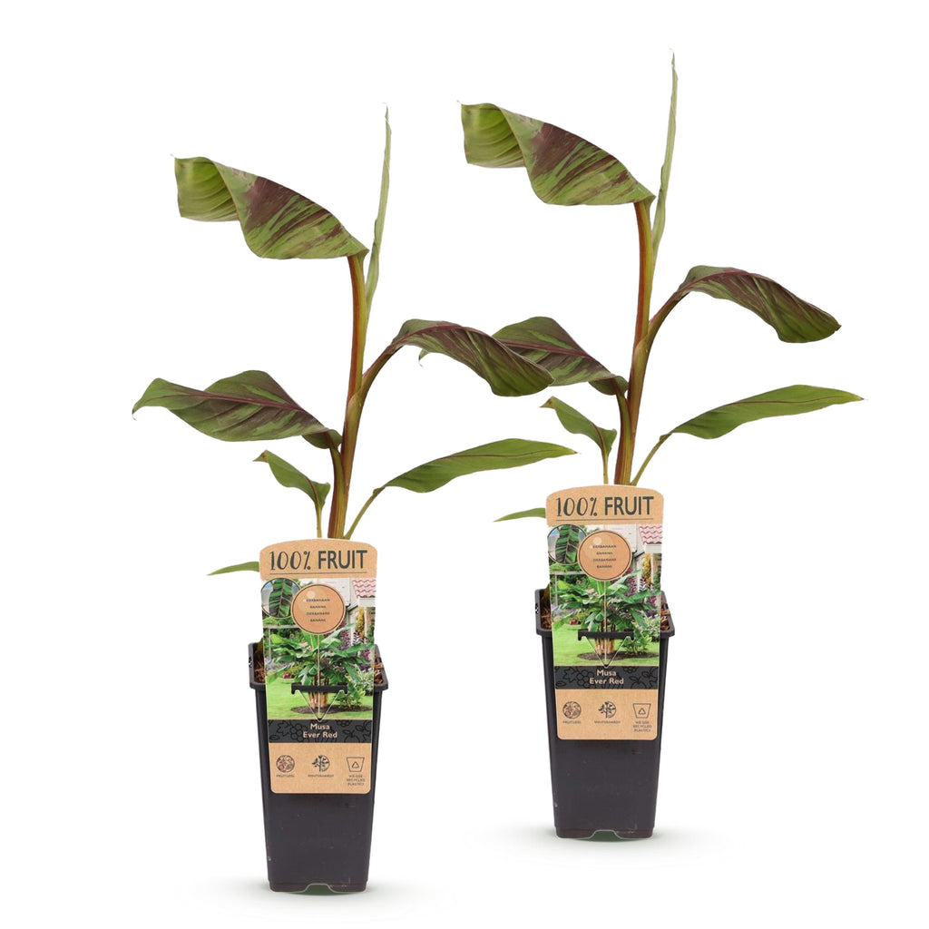 Green boutiQ - Plante fruitière - Musa Ever Red - Bananier - Rustique - Vert-Rouge - 2 plantes - Pot 15 cm - Hauteur 50 cm