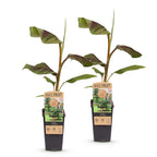 Green boutiQ - Plante fruitière - Musa Ever Red - Bananier - Rustique - Vert-Rouge - 2 plantes - Pot 15 cm - Hauteur 50 cm