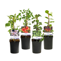 Green boutiQ - Klimplanten Rainbow - Clematis montana Rubens  Hedera helix lonicera Goldflame Campsis madame Galen   - Jaarrond kleur - 4 planten - Pot 11cm Hoogte 40cm