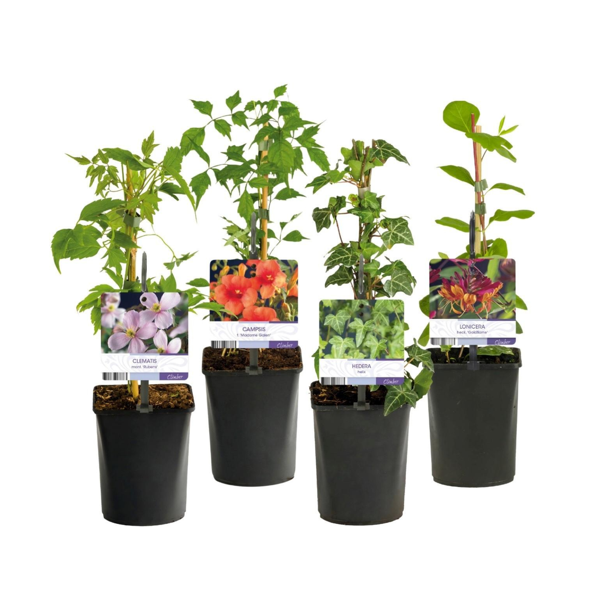 Green boutiQ - Plantes grimpantes Rainbow - Clematis montana Rubens, Hedera helix, Lonicera Goldflame, Campsis madame Galen - Couleur toute l'année - 4 plantes - Pot 11cm Hauteur 40cm