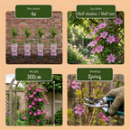 Green boutiQ - Plante grimpante - Clématite Hagley Hybrid - Fleur rose - Peu d'entretien - 2 plantes - Pot 11cm Hauteur 40cm