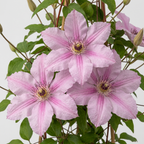 Green boutiQ - Plante grimpante - Clématite Hagley Hybrid - Fleur rose - Peu d'entretien - 2 plantes - Pot 11cm Hauteur 40cm