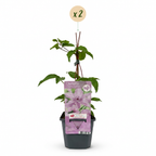 Green boutiQ - Plante grimpante - Clématite Hagley Hybrid - Fleur rose - Peu d'entretien - 2 plantes - Pot 11cm Hauteur 40cm