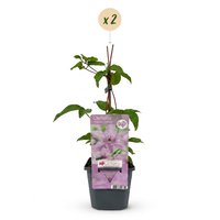 Green boutiQ - Klimplant - Clematis Hagley Hybrid - Bloem Roze - Weinig onderhoud -2 planten -  Pot 11cm Hoogte 40cm