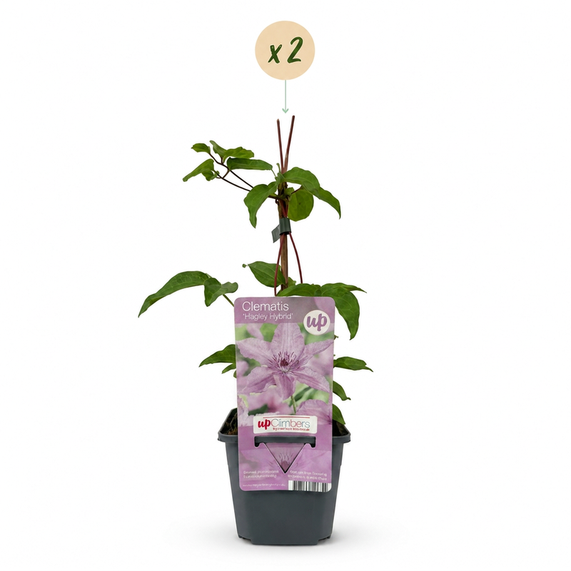 Green boutiQ - Klimplant - Clematis Hagley Hybrid - Bloem Roze - Weinig onderhoud -2 planten -  Pot 11cm Hoogte 40cm
