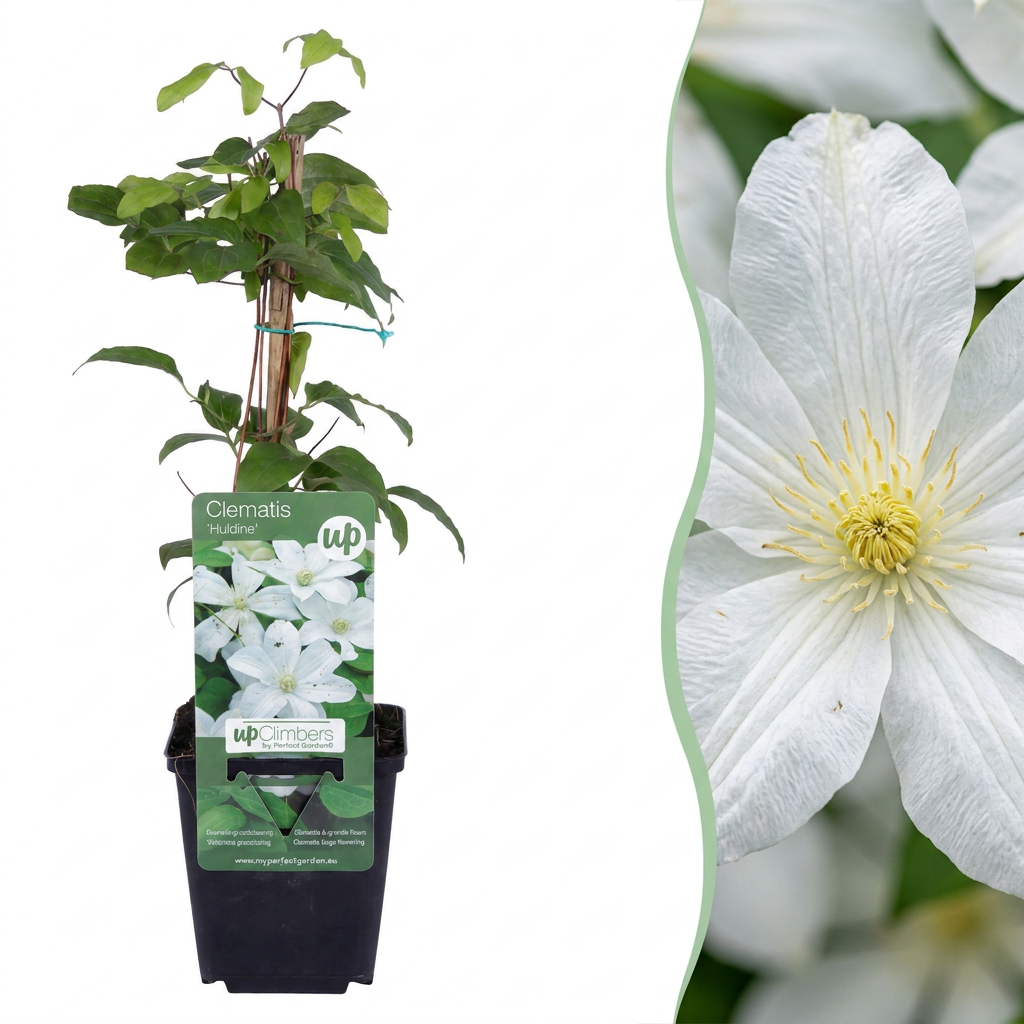 Green boutiQ - Klimplant - Clematis Jackmanii - Bloem Blauw - Weinig onderhoud -2 planten -  Pot 11cm Hoogte 40cm