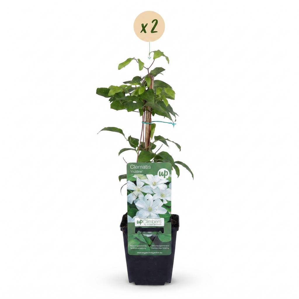 Green boutiQ - Klimplant - Clematis Jackmanii - Bloem Blauw - Weinig onderhoud -2 planten -  Pot 11cm Hoogte 40cm