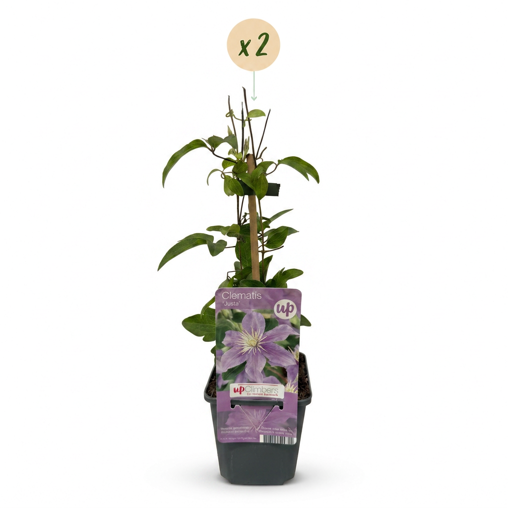 Green boutiQ - Klimplant - Clematis Justa - Bloem Licht Blauw - Weinig onderhoud -2 planten -  Pot 11cm Hoogte 40cm