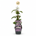 Green boutiQ - Plante grimpante - Clematis Justa - Fleur bleu clair - Peu d'entretien - 2 plantes - Pot 11cm Hauteur 40cm